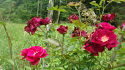 ROSES 125